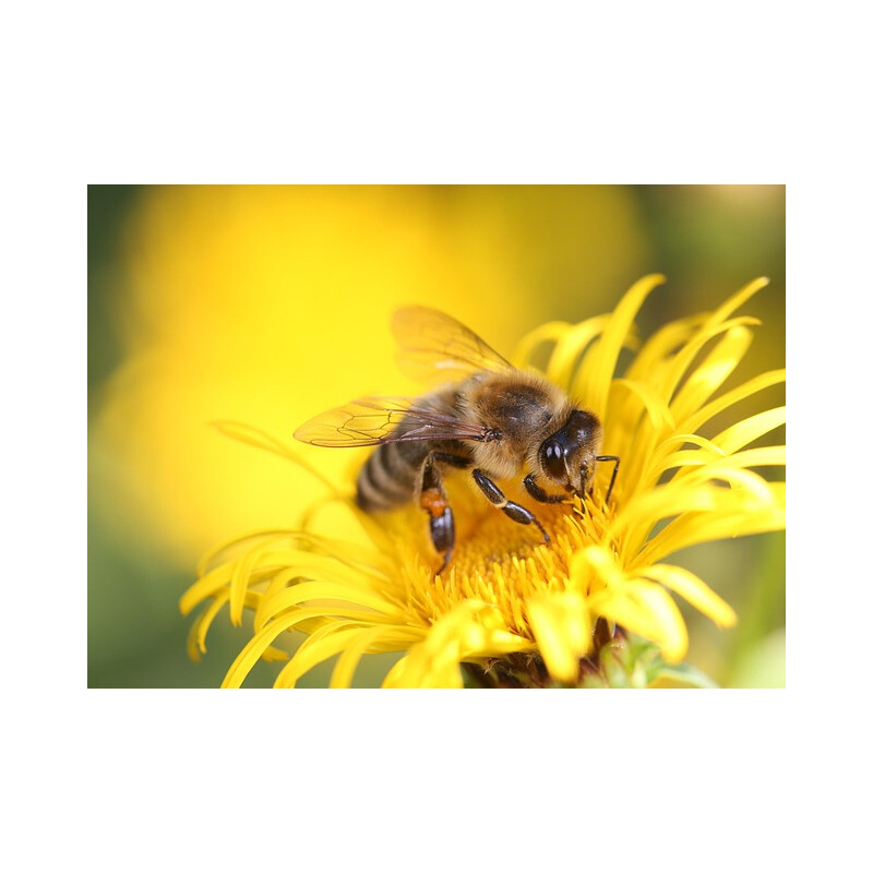 Image by Iupac from Pixabay