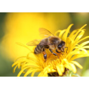 Image by Iupac from Pixabay